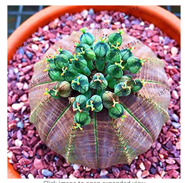 Euphorbia obesa Flower,100 pcs/Bag Real Mini Euphorbia obesa Flores Perennial Plant,Bonsai Plant for Home Garden