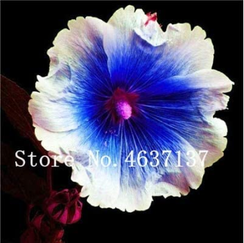 New !100 Pcs Double Hollyhock Flower Bonsai, Mixed Perennial Home Garden Decoration Rare Potted Althaea Rosea Flower So Beauty - (Color: 21)