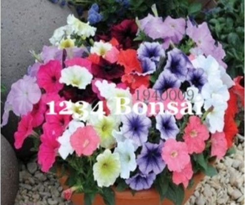 Kasuki Seed Flower Flores Exotic Indoor Seed Lavendar Geranium Rosa Moss Potted Plants Balcony Seed for Office Desktop Flowers - (Color: 100pcs Petunia)