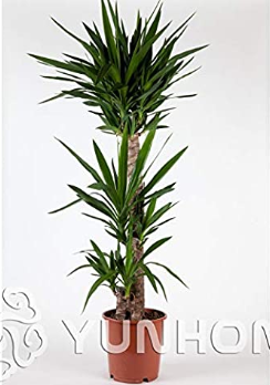 Bonsai Tree Yucca Bonsai, DIY Potted Plants, Indoor/Outdoor Pot Bonsai Germination Rate of 95% Mixed Colors 50PCS Home Garden