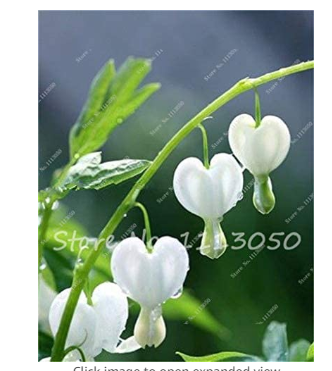 100Pcs Lily of The Valley Flower Bonsai, Bell Orchid Flower,Rich Aroma,Bonsai Flower Rhizome,Indoor Plant Look Like Love Heart