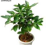 20 pcs Cinnamon Bonsai Evergreen Tree Potted Plant for Home Garden, Indoor Grove Mini Forest Ornaments Plants Purifying air