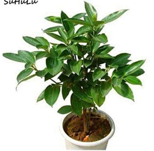 20 pcs Cinnamon Bonsai Evergreen Tree Potted Plant for Home Garden, Indoor Grove Mini Forest Ornaments Plants Purifying air