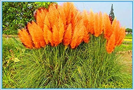 Hot-100pcs/bag New Rare Colorful Pampas Grass .Ornamental Cortaderia Selloana Bonsai Pot Plants Flower DIY Home Garden - (Color: 3)