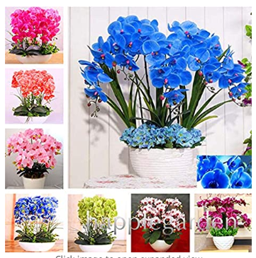 100pcs Phalaenopsis Orchid,Phalaenopsis Plants,Bonsai hydroponic Flower Bonsai for Four Seasons, Rare Orchid Flower Easy to Grow - (Color: Mix)