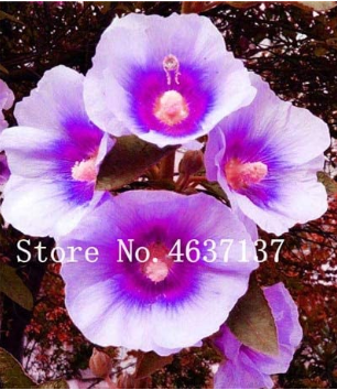 New !100 Pcs Double Hollyhock Flower Bonsai, Mixed Perennial Home Garden Decoration Rare Potted Althaea Rosea Flower So Beauty - (Color: 5)