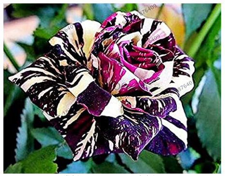 50pcs Holland Candy Stripe Rose Bonsai Lover Gift Blue Green Black Rainbow Rare Home Gardening Flower
