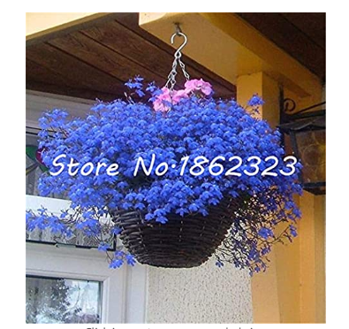 500 pcs Exotic Lobelia Bonsai, Garden Indoor Bonsai Flower Plant (Blue) Diaopen Flower Garden Decoration