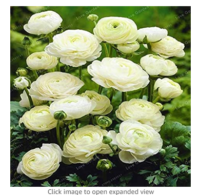 100 Pcs White Ranunculus Plant DIY Potted Plants Germination Rate of 95% for Home Garden Indoor Bonsai Plants