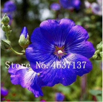 New !100 Pcs Double Hollyhock Flower Bonsai, Mixed Perennial Home Garden Decoration Rare Potted Althaea Rosea Flower So Beauty - (Color: 14)