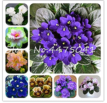 50 Pcs Mini Violet Bonsai Rainbow Flower Plants Rare African Perennial Herb Indoor Flowers Matthiola Incana Garden Plants - (Color: Mixed)