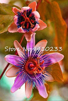 20 Pcs Seed Passion Flower,Passiflora Incarnata Certified Pure Live,Tropical Flower True Native Potted Plant for Home Garden