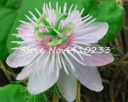 20 Pcs Seed Passion Flower, Passiflora Incarnata Certified Pure Live,Tropical Flower True Native Potted Plant for Home Garden