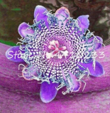 20 Pcs Seed Passion Flower, Passiflora Incarnata Certified Pure Live,Tropical Flower True Native Potted Plant for Home Garden