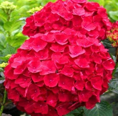 Beautiful Hydrangea Flores Bonsai Plant for Home Garden Have Various Color Hot Sale 20pcs/Bag - (Color: Red)