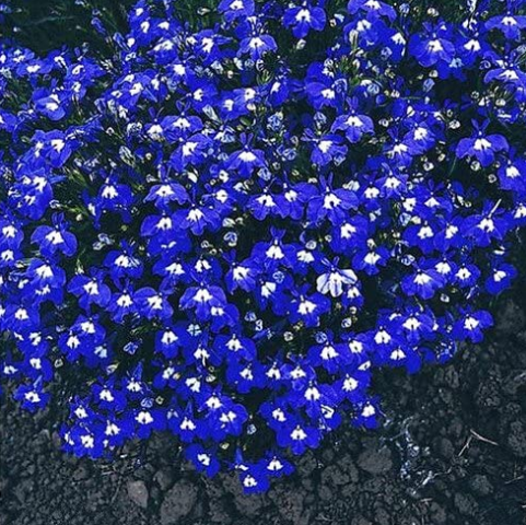 200 pcs/Bag Imported Lobelia Flowers Blooming Covering Flore Outdoor Planting for Home Garden Flower Pot Planters Easy Grow - (Color: 5)