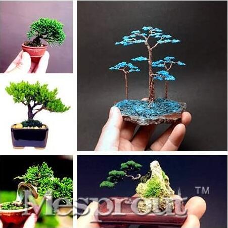 50PCS Mini Juniper Bonsai Tree Seeds Office Bonsai Purify the Air Absorb Harmful Gases Juniper Plant