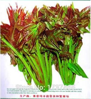 5grams Fast-Growing, New Strange Health Vegetable Toona sinensis Potted Plant Bonsai Home Garden