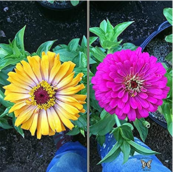 100 Pcs Long Flowering Period Bonsai Zinnias Elegans Widely Cultivated Common Bai Ri Cao Light Up Your Personal Garden - (Color: 13)