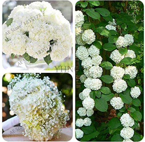 20 Pcs Genuine Climbing White Hydrangea Flores Hydrangea Flowers plantas Wedding Flowers, Bonsai Plant for Home Garden