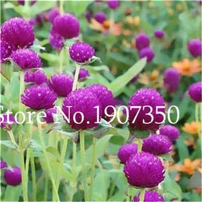 100 Pcs Gomphrenae Globosa Bonsai, Purple Flower Globe Amaranth,Garden Bonsai Flower Pots, Planting is Simple, Easy to Grow