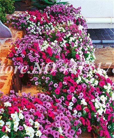 200 pcs/Bag Hybrida Color Petunia Hanging Charming Bonsai Potted Ornamental Flower Outdoor Garden Flore Plant Purifying Air