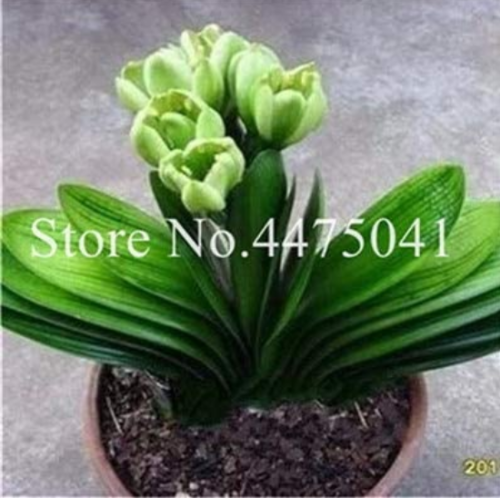 Hot 100 Pcs Colorful Clivia Miniata Bonsai, Indoor Gorgeous Seed Bush Lily Flower Plant,Home Garden with High Ornamental Value - (Color: 17)