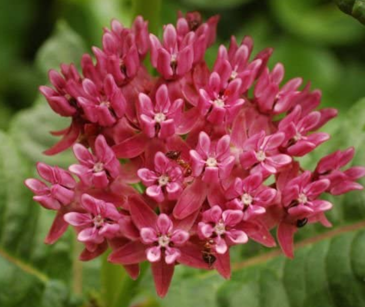 US 2.91 Asclepias purpurascens Purple Milkweed (Monarch Host Plant