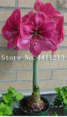 100 pcs/Bag True Amaryllis Flower Not Bulbs Seed Flower, Hippeastrum for Home&Garden Barbados Lily Flower Pot - (Color: 2)