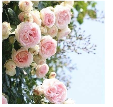300 pcs Rare Rose Tree Rosa Flower Mini Climbing Rose Tree Mini Colorful Bonsai Rose Flower Potted for Home Garden