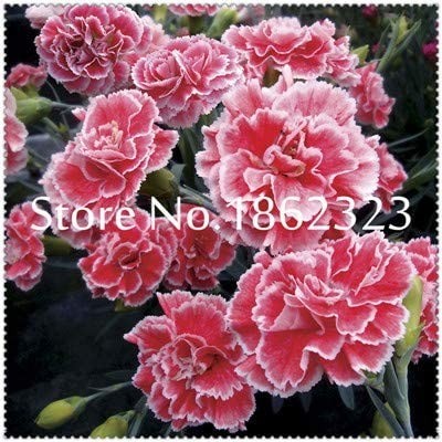200 pcs Rare Carnations Bonsai Flowers Bonsai Dianthus Caryophyllus Flowers Bonsai for Home Garden Planting Mom Gift