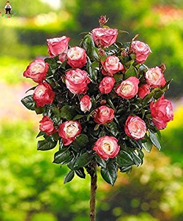 200Pcs Rare MUL-Color Rose Amazingly Beautiful Indoor Rainbow Roses Tree Bonsai Flower Potted Plants Garden Easy Grow - (Color: Multi-Colored)
