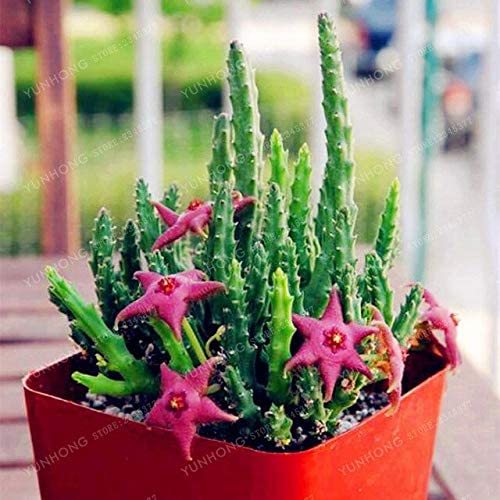 Stapelia Pulchella Bonsai Lithops Mix Succulents Raw Stone Cactus Plant Rare for Home Garden Flower Bonsai Plants 100 Pcs