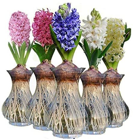 True Hyacinth Bulb, Color Mixing Hyacinth Easy Grow, Bonsai Plant for Home Garden(Not Hyacinth Seeds)1 Pcs