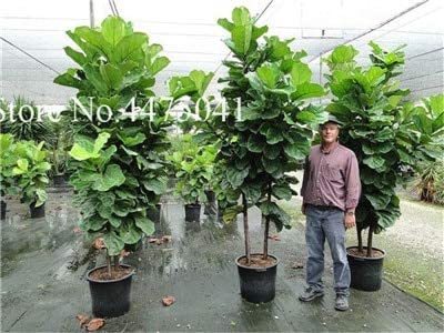 50 Pcs Ficus Lyrata Bonsai Tree, Indoor Potted Balcony Banyan Tree Leaf Bonsai Garden Plants,Anti-Radiation Purify Air Easy Grow