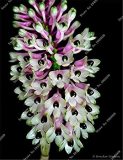 100 Pcs/Bag Multi Color Dendrobium Orchids Bonsai Tree Very Easy Grow Home & Garden Building Flower for Sale - (Color: 7)