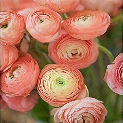 Hot Sale HOT 100PCS Ranunculus asiaticus Flower Bonsai for Home & Garden DIY Plants Persian Buttercup Plant Flower Bulbs - (Color: 4)