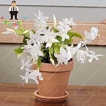 Zygocactus Truncatus Plants Rare Schlumbergera Plants Orchid Bonsai Plants Flower Multi-Colored Choose DIY for Home Garden 200 P - (Color: Purple)