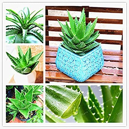 100 Aloe Bonsai Succulent Plants Bonsai Rare Herbs Aloe Vera Queen Bonsai Beauty Cosmetics Bonsai DIY for Home Garden Potted
