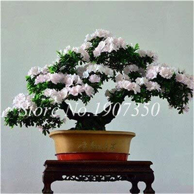 100 Pcs Azalea Bonsai Easy to Grow Rhododendron Flower Bonsai Family & Garden Flower Rare Plant DIY Indoor Or Outdoor Dwarf Tree