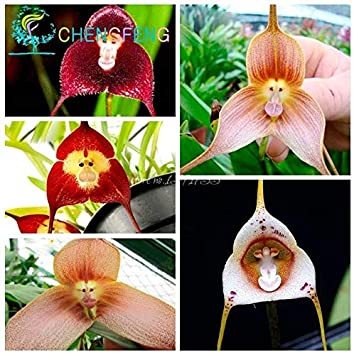 5pcs/Bag Mixed Colourful Monkey Face Orchid Plants Red Cream Potted Peru Flower Plants Orchis Simia Senior Phalaenopsis Bonsai - (Color: Clear)