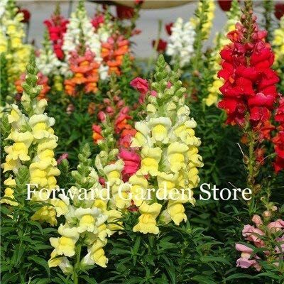 200 Pcs Heirloom Dwarf Common Snapdragon Bonsai Flower, Outdoor & Indoor Charming Antirrhinum Majus Potted Garden Flore Planta - (Color: 2)