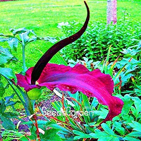 100 Pcs/Bag Giant Lily Voodoo Lily Plants Potted Bonsai Garden Courtyard