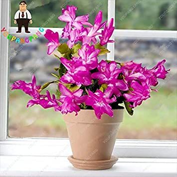 Zygocactus Truncatus Plants Rare Schlumbergera Plants Orchid Bonsai Plants Flower Multi-Colored Choose DIY for Home Garden 200 P - (Color: White)