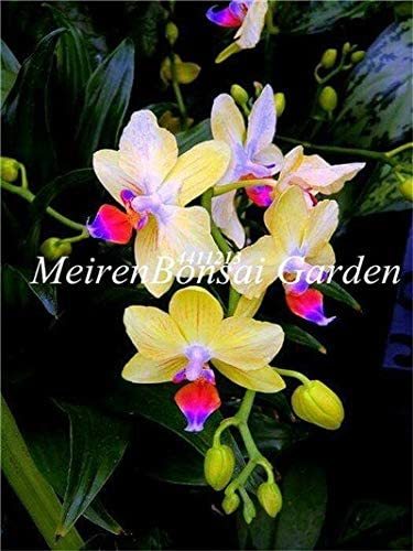 100 pcs Japanese Plant Orchid Bonsai Flores World's Rare Orchid Species Flowers Orchidee for Garden Home Purify The Air
