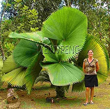 10pcs Chinese Fan Palm Bonsai Ornamental Plant Livistona Chinensis Plant, Tall Evergreen Tree Fountain Palm