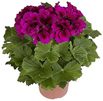 Hot Sale 30PCS/Bag Multiple Colour Geranium Plants, Perennial Flower Pelargonium,Indoor Plantas Beautiful Flower Home Garden - (Color: Red)