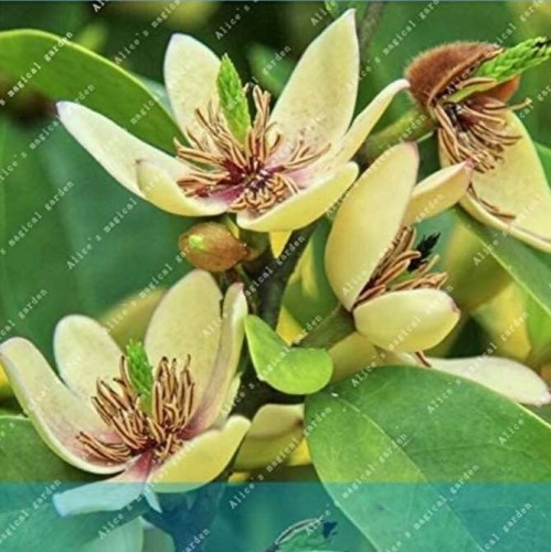 100pcs/bag Aromatic Michelia Alba Flower Magnolia Bonsai Plant Perfume Plant Home Garden