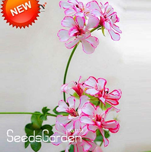 Kasuki New Fresh A Package 20 Pieces White & Red Edge Geranium Bonsai, Perennial Flower Garden Pelargonium Peltatum Flowers,#63 - (Color: Mix)