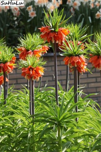 Hot Bonsai 200 pcs/Pack Red Yellow Imperial Crown Fritillaria Imperialis Lutea Easy to Grow Home Garden Ground Cover Plant